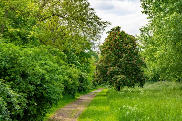 Way Green Beautiful City Park Spring — Stock Photo, Image