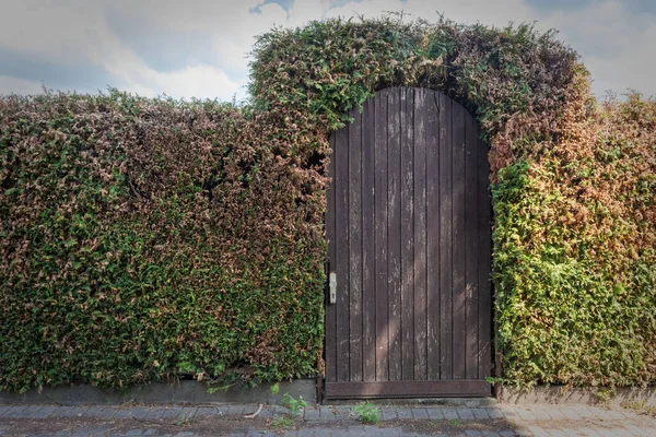 Hedge Wooden Door Sunlight —  Fotos de Stock