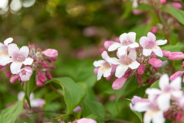 Seçici odak noktasında pembe çiçekli sevimli bir çalı çalısı.