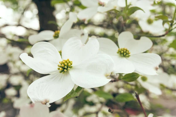 Cornus Florida Tree White Flowers Spring — стоковое фото
