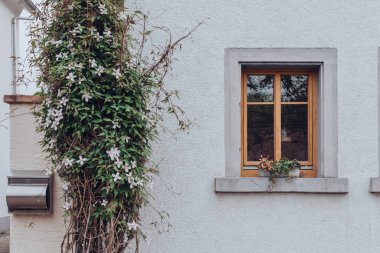 Pencereleri ve bitkileri olan beyaz bir ev duvarı.