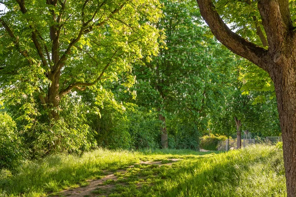 Şehir parkındaki ağaçlar İlkbaharda gün ışığında