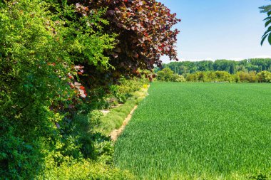 HDR optik ağaçlarla dolu güzel yeşil bir ilkbahar manzarası