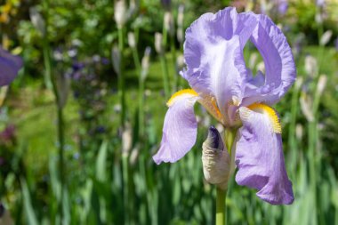 İlkbaharda seçici odak noktasında mor bir Alman zambağı.