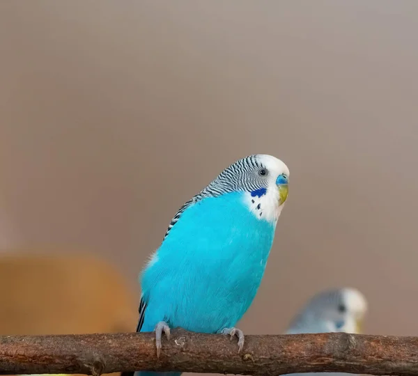 Niebieski Budgerigar Gałęzi — Zdjęcie stockowe