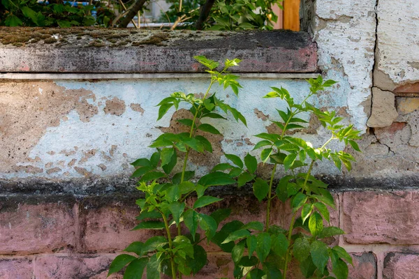 Zöld Levelek Ház Fala Előtt Tavasszal — Stock Fotó