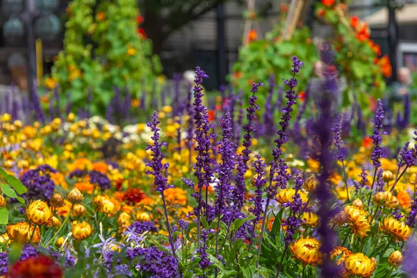 Квіти Лаванди Барвистій Клумбі Влітку Міському Парку — стокове фото