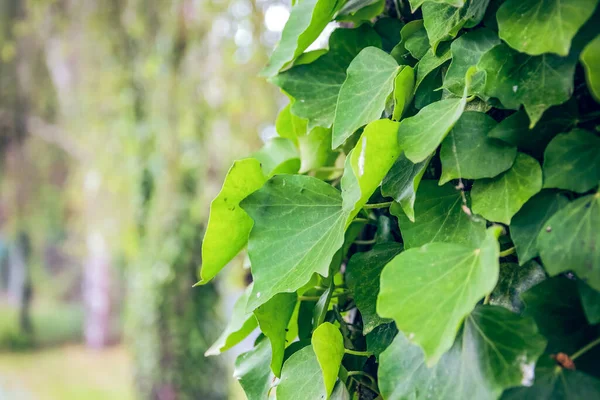 Schöne Grüne Blätter Nahaufnahme Frühling — Stockfoto