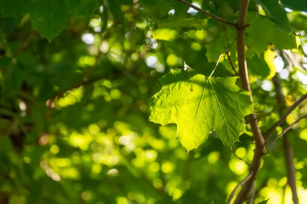 Зеленый Лист Клейковины Вечернем Солнце Летом — стоковое фото