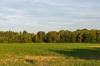 Almanya 'da yaz aylarında tarlası olan yeşil orman