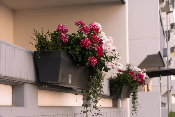 a flower box on a window in the city