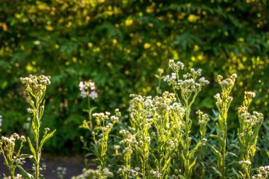 Yeşil bir yaz çayırında güneş ışığında kır çiçekleri.