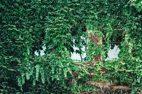 Fönster Ett Hus Täckt Med Grön Murgröna Sommaren — Stockfoto