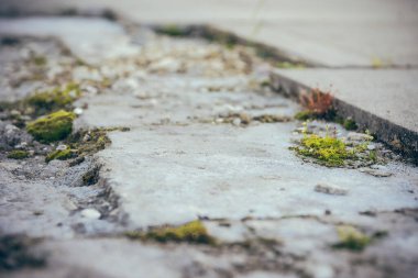 Seçici odak noktasında kırık taş tabakalardaki yabani otlar