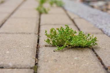 Yoldaki yabani otlar seçici odak noktasında kapanır