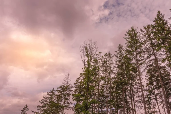 Coníferas Puesta Sol Con Cielos Nublados Verano — Foto de Stock