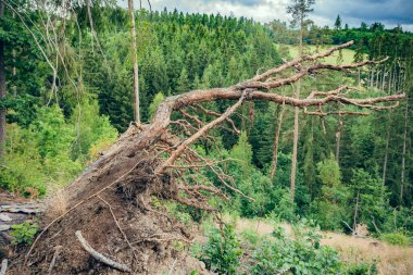 a bent tree root in a coniferous forest