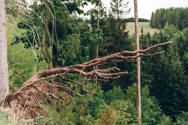 a bent tree root in a coniferous forest