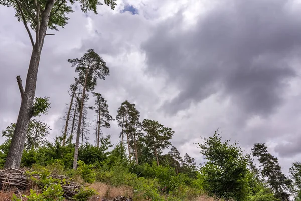 Conifers Forest View Sky — Stockfoto