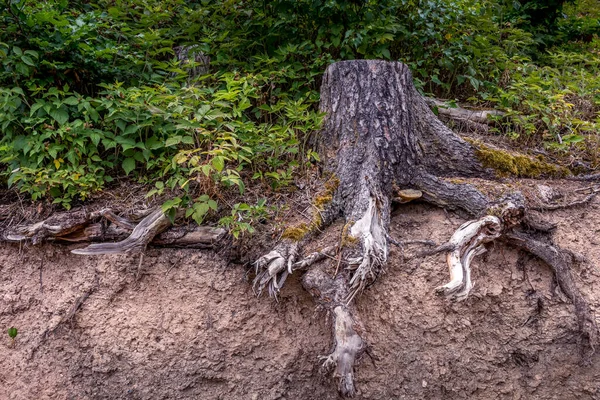 Ρίζα Δέντρου Από Πριονισμένο Δέντρο Στο Δάσος — Φωτογραφία Αρχείου