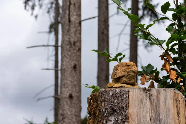 Skládané Kameny Kmen Stromu Lese Létě — Stock fotografie