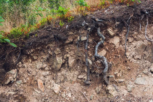 Una Radice Albero Albero Segato Nella Foresta — Foto Stock