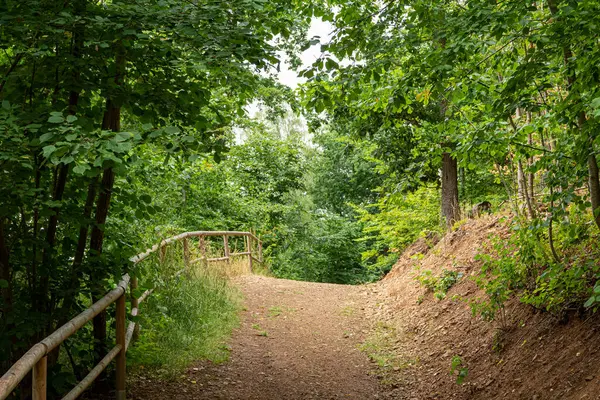 Idyllic Forest Path Railings Summer — Foto Stock