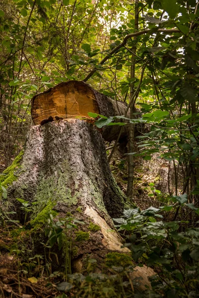 Tronc Arbre Courbé Dans Une Forêt Été — Photo