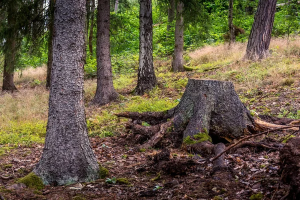 Πριονισμένο Δέντρο Κωνοφόρο Δάσος Καλοκαίρι — Φωτογραφία Αρχείου