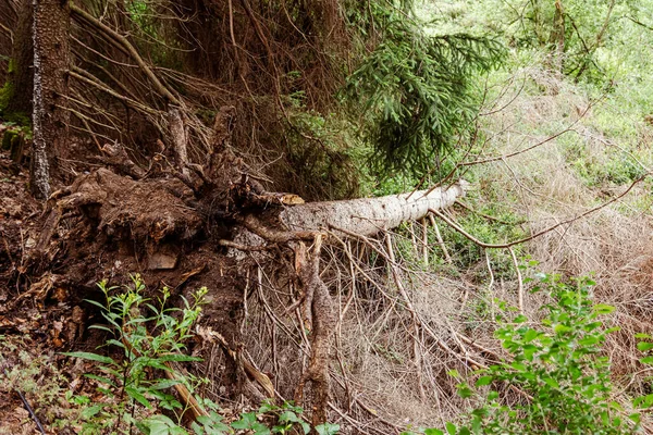 a bent tree root in a coniferous forest