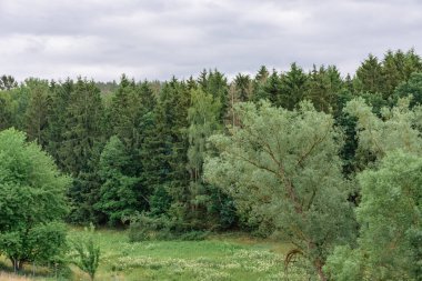 Yazın bulutlu gökyüzü ile kozalaklı bir ormanın üzerinde manzara