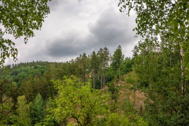 Yazın bulutlu gökyüzü ile kozalaklı bir ormanın üzerinde manzara