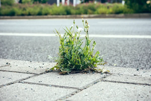 Weeds Roadside Summer Selective Focus — Photo