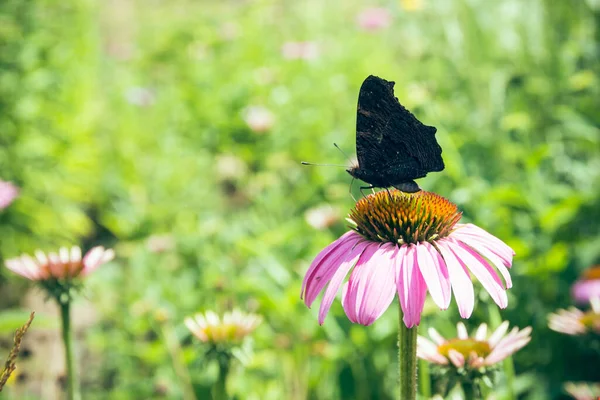 Ein Blühender Sonnenhut Mit Einem Schmetterling Sommer — Stockfoto
