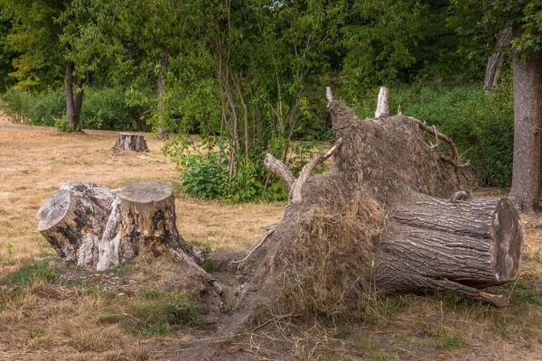 Fallen Large Tree Root Nature — Stockfoto