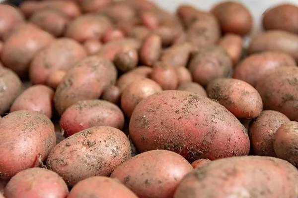 Harvested Potatoes Close Selective Focus — ストック写真