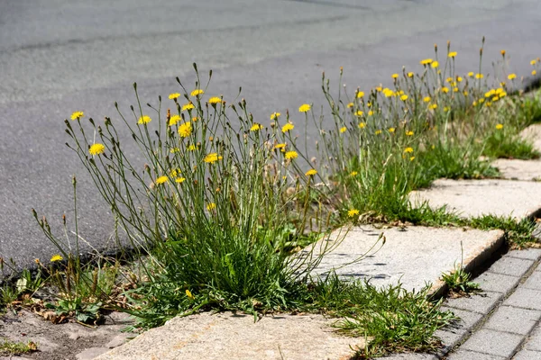 Small Dandelion Flowers Roadside Summer Selective Focus — ストック写真