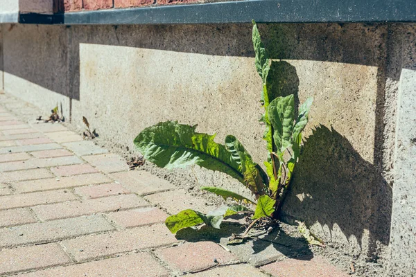 Green Dandelion Leaves House Wall Summer — Foto de Stock