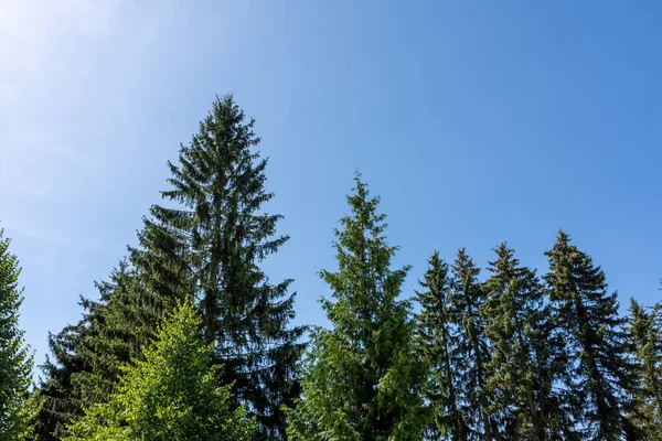 Conifers Wonderful Blue Sky Summer — Zdjęcie stockowe