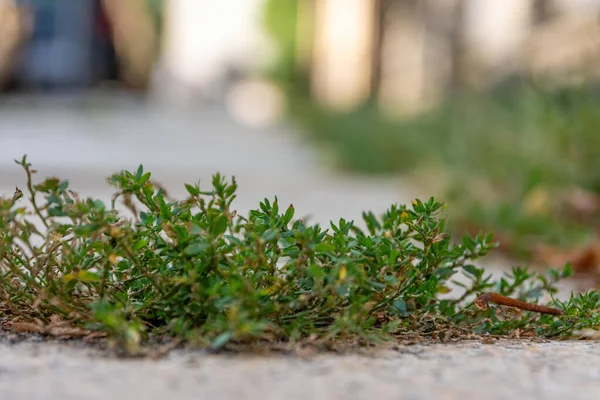 Green Weed Street Selective Focus — Photo