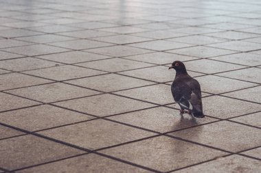 Tek bir güvercin taştan bir levha üzerinde şehirde