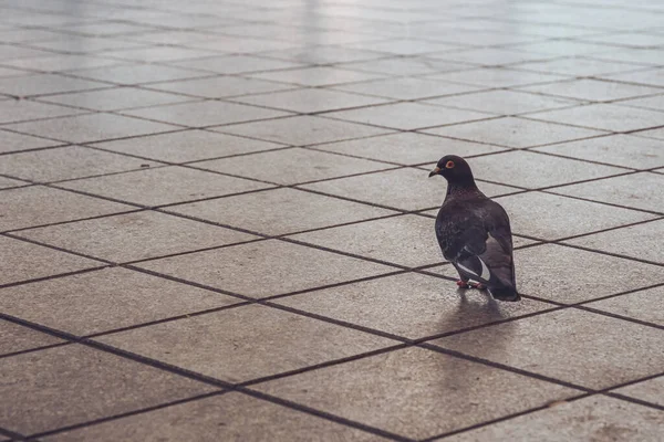 Single Pigeon Stone Slabs City — Foto de Stock