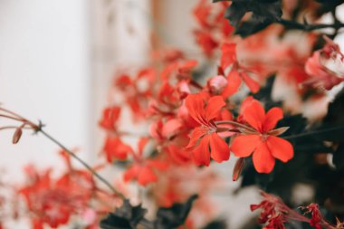 Yazın seçici odak noktasında sardunyalar asılı.