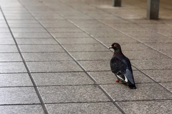 Single Pigeon Stone Slabs City — Stockfoto