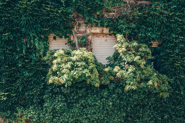 Ventanas Una Casa Cubierta Hiedra Verde Verano —  Fotos de Stock