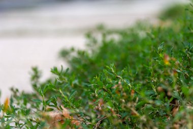 Seçici odak noktasında yeşil ot