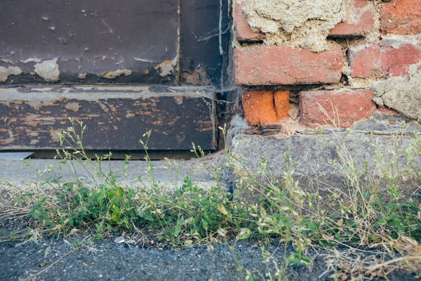 Weeds Front Dilapidated House Wall Selective Focus — Fotografia de Stock