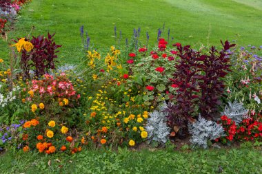 Yazın, şehir parkında bir çayırda çiçek tarlası.