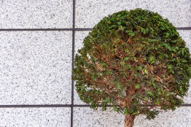 a moss tree in front of a wall in the summer