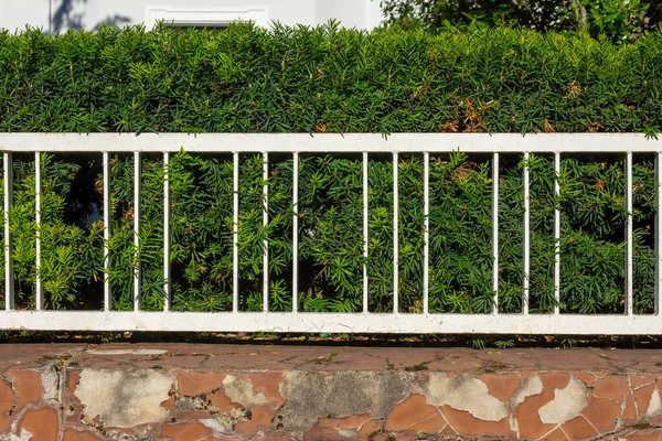 Old White Metal Fence Front Hedge — ストック写真